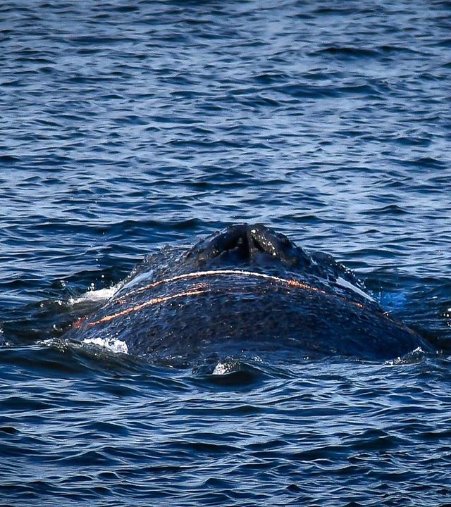  Ein Wal wird im Wismarer Hafen gesichtet. An der Ostsee hat im Hafen von Wismar ein Wal für Aufsehen gesorgt