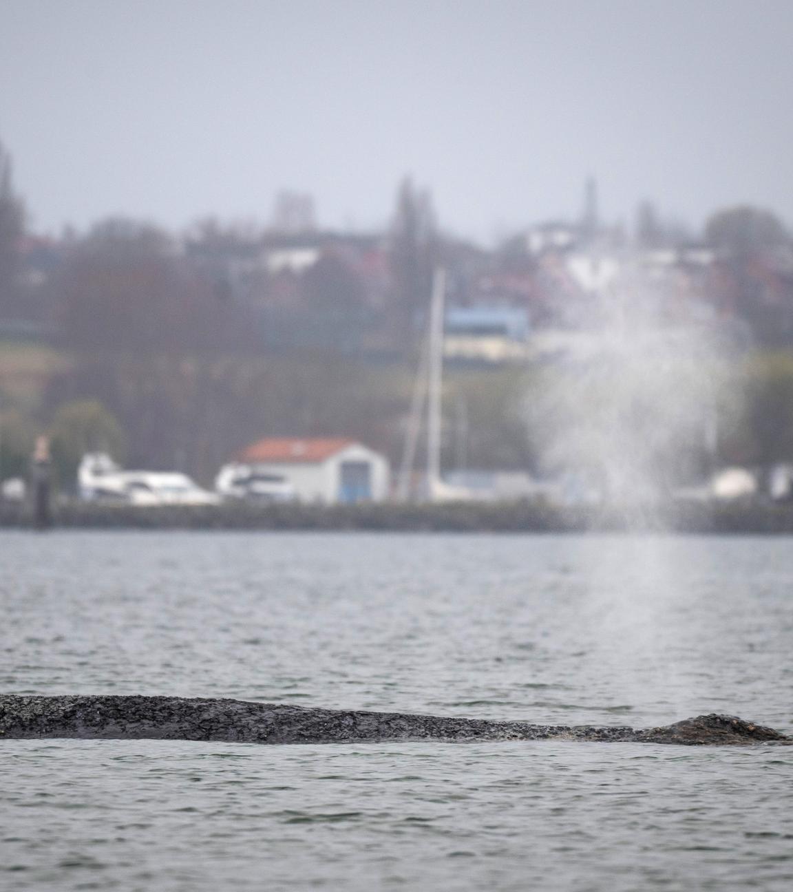 Der Wal liegt auf einer Sandbank in der Wismarer Bucht.