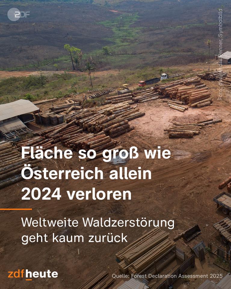 Wald insta