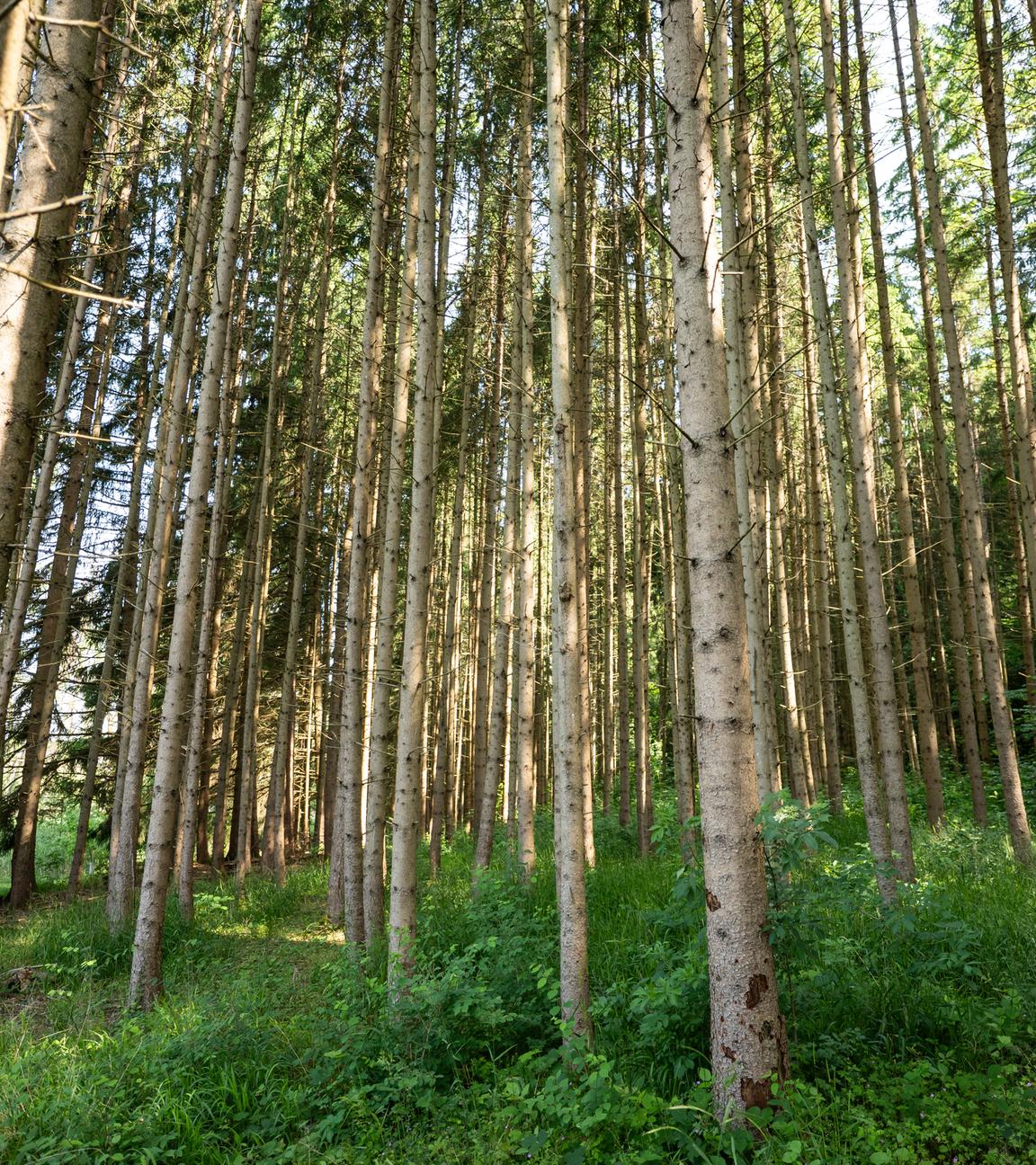 Nadelbäume stehen in einem Waldstück im Landkreis Rottweil.