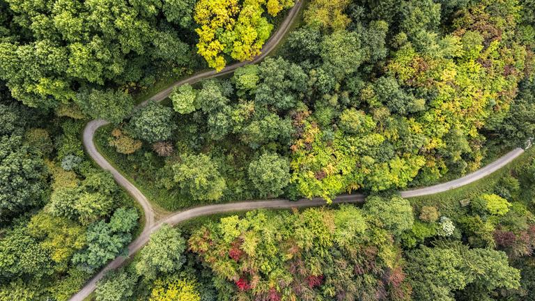 Blick in den Weltwald Harz (Aufnahme mit Drohne).