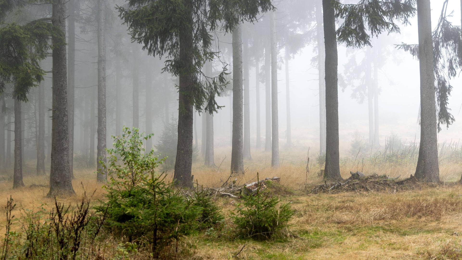 Der Wald am Großen Feldberg (Hessen) liegt im Nebel.
