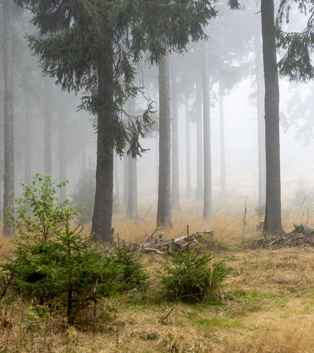 Der Wald am Großen Feldberg (Hessen) liegt im Nebel.