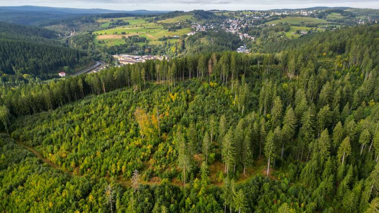 lick aus dem Forstbezirk Eibenstock über den Wald an der Talsperre.