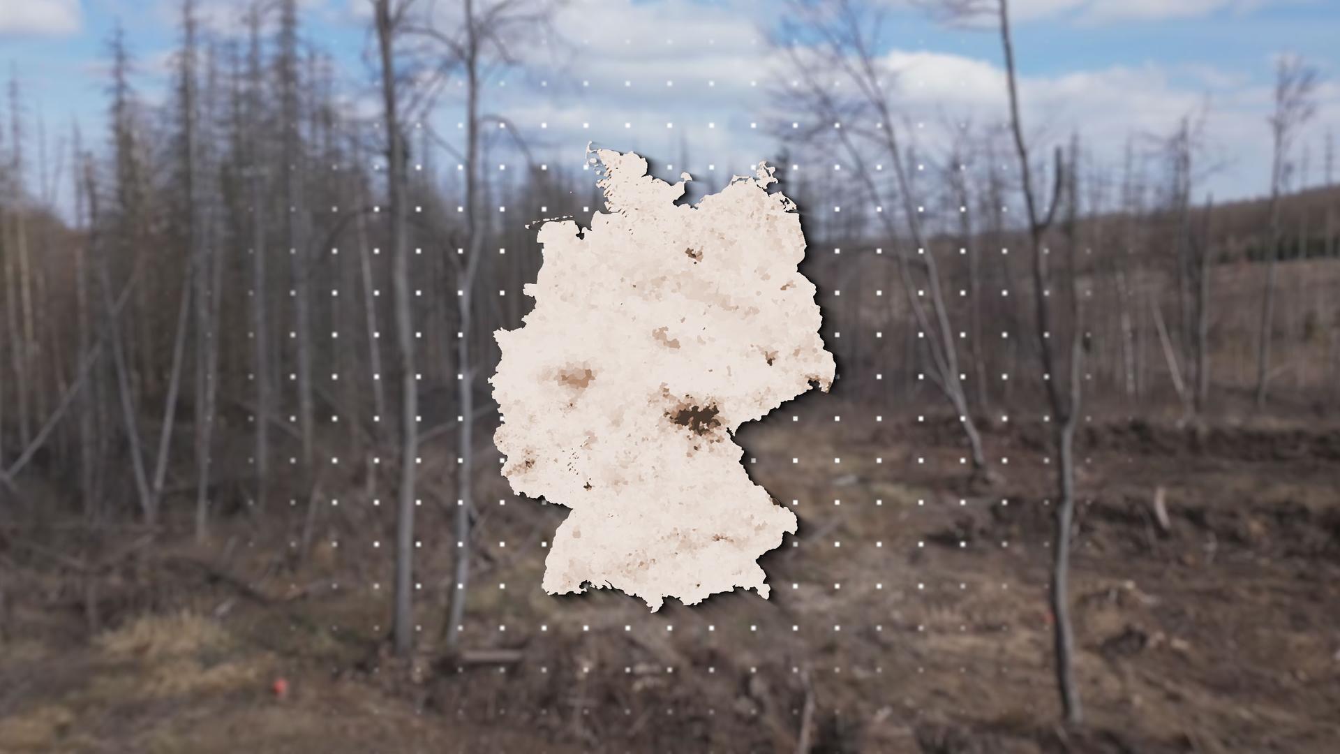 Abgestorbener Wald mit Deutschlandkarte