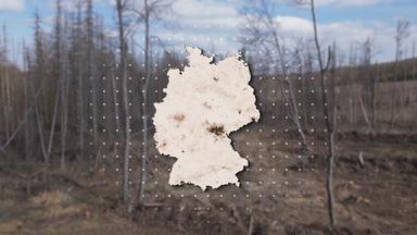 Abgestorbener Wald mit Deutschlandkarte