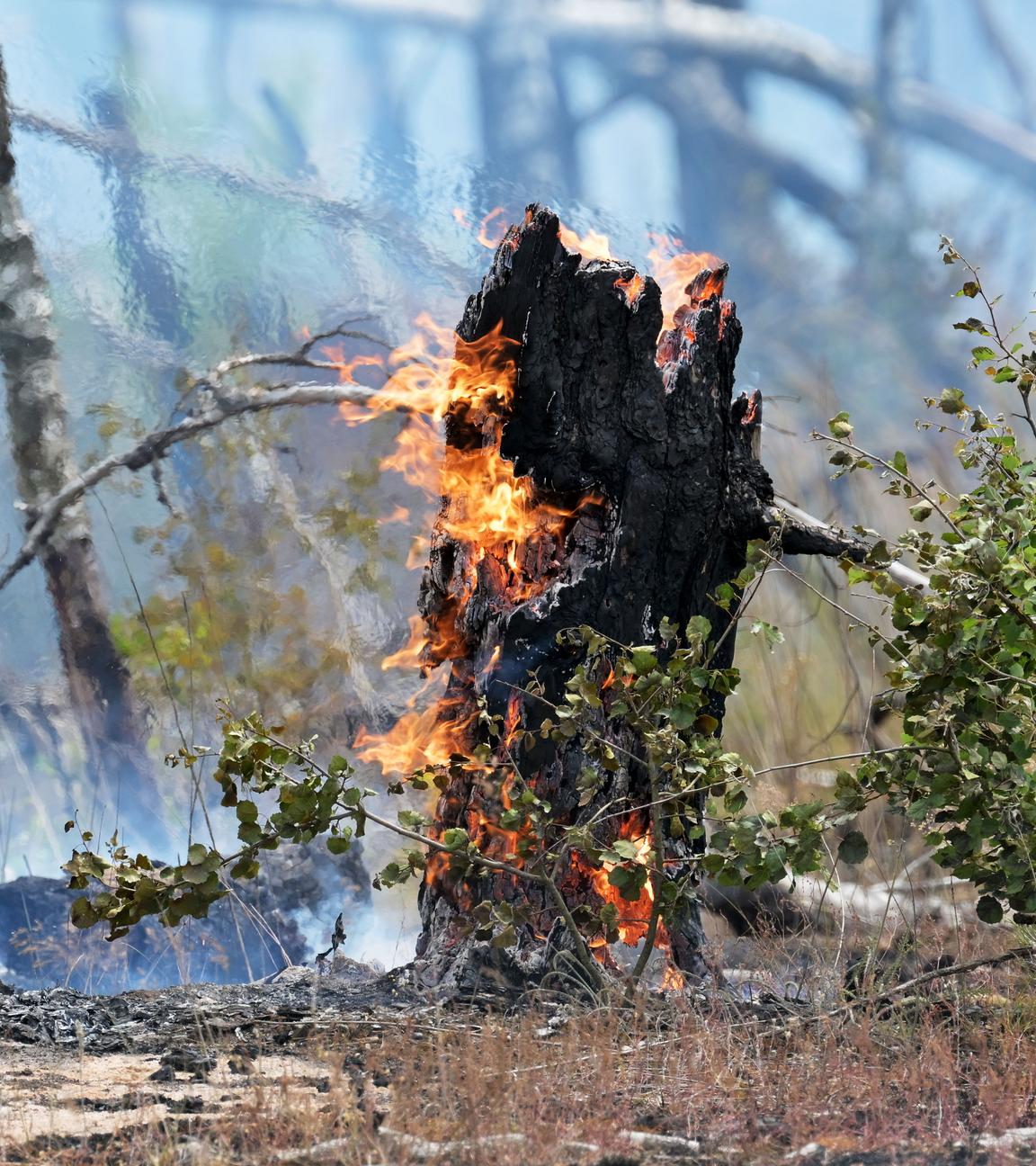 Flammen lodern an einem Baumstumpf im Wald.