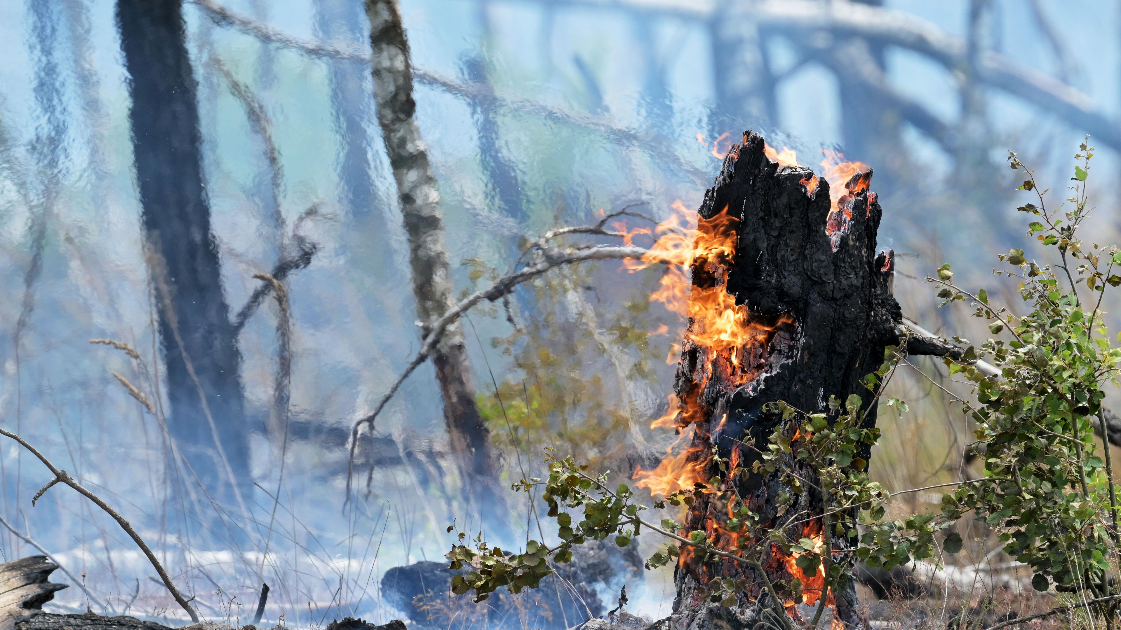 Flammen lodern an einem Baumstumpf im Wald.