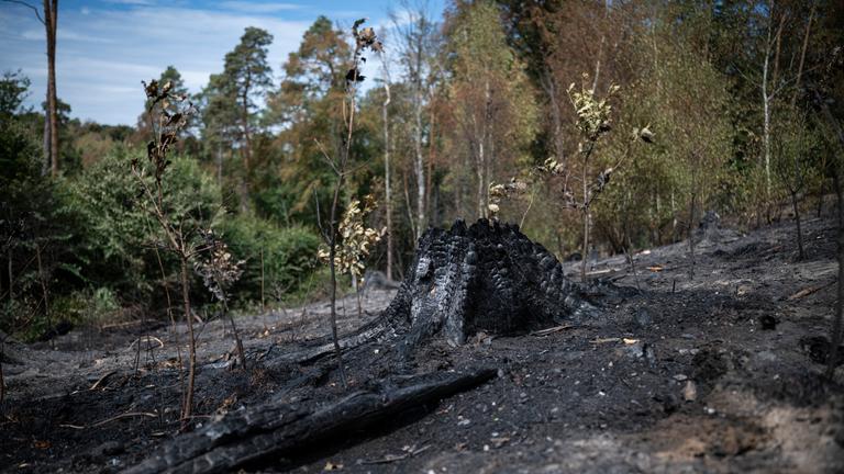 Verbrannter Stumpf und Asche auf der Erde nach Waldbrand bei Bad Schwalbach.