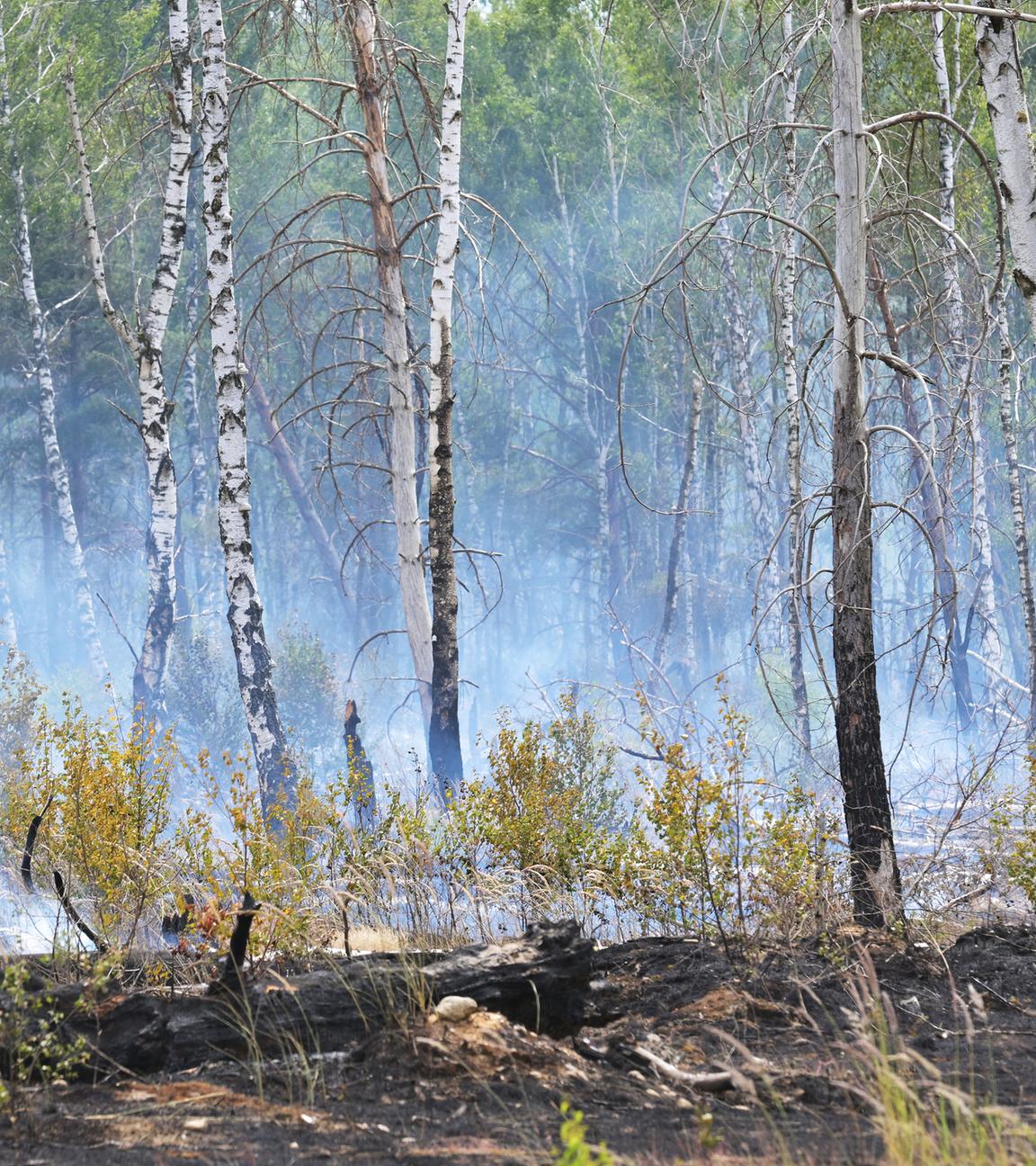 03.07.2025, Brandenburg, Jüterbog: Rauschschwaden ziehen durch einen Wald und künden von einem Waldbrand.