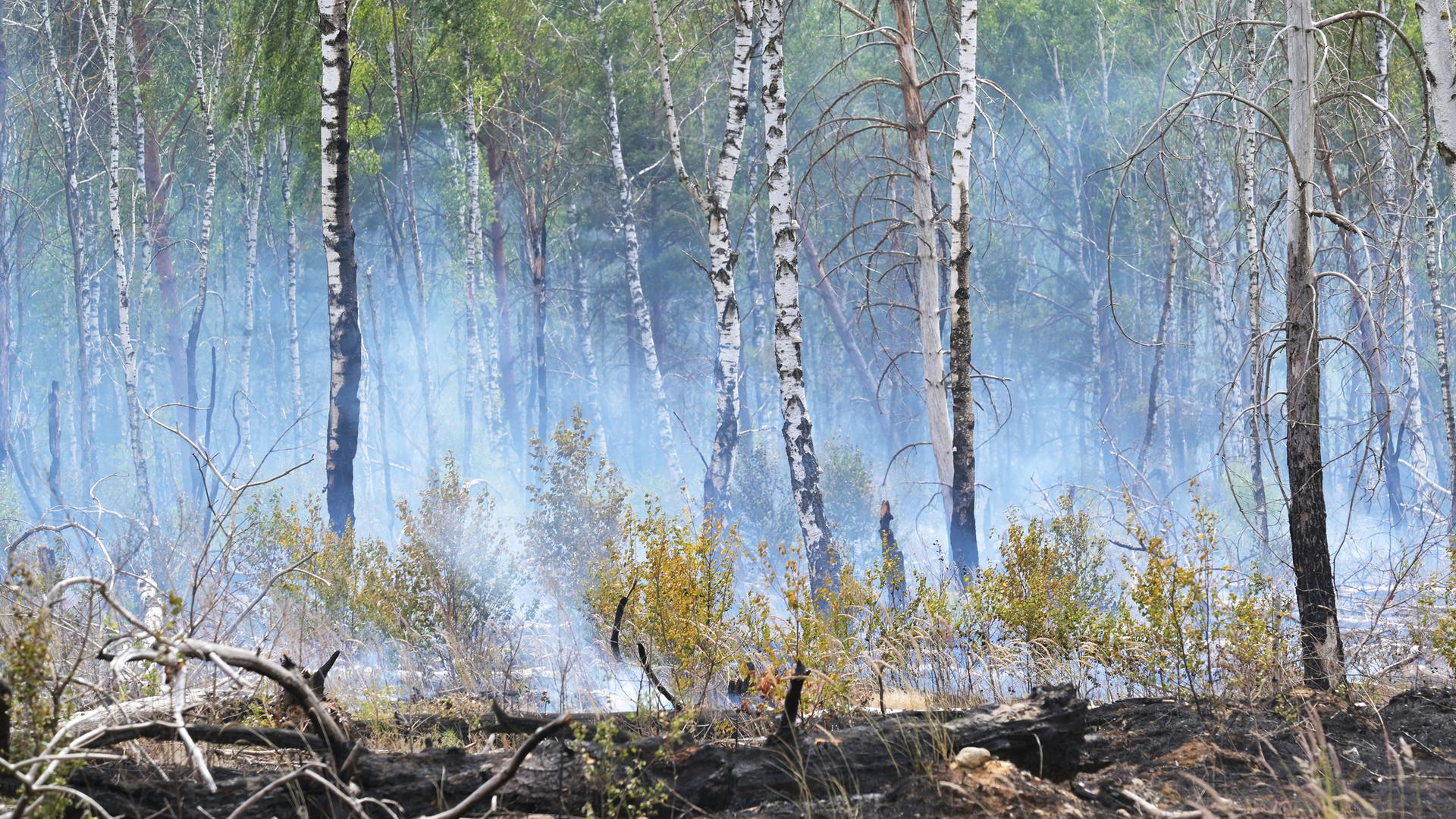 03.07.2025, Brandenburg, Jüterbog: Rauschschwaden ziehen durch einen Wald und künden von einem Waldbrand.