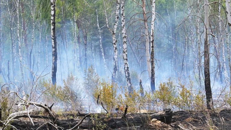 03.07.2025, Brandenburg, Jüterbog: Rauschschwaden ziehen durch einen Wald und künden von einem Waldbrand.