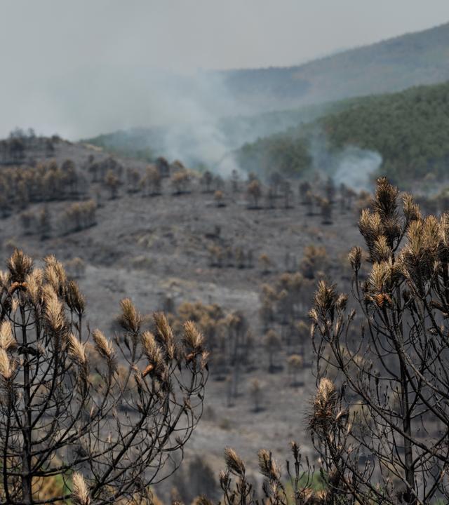 Vom Brand zerstörte Waldfläche in La Mierla, Guadalajara, Kastilien-La Mancha, Spanien.