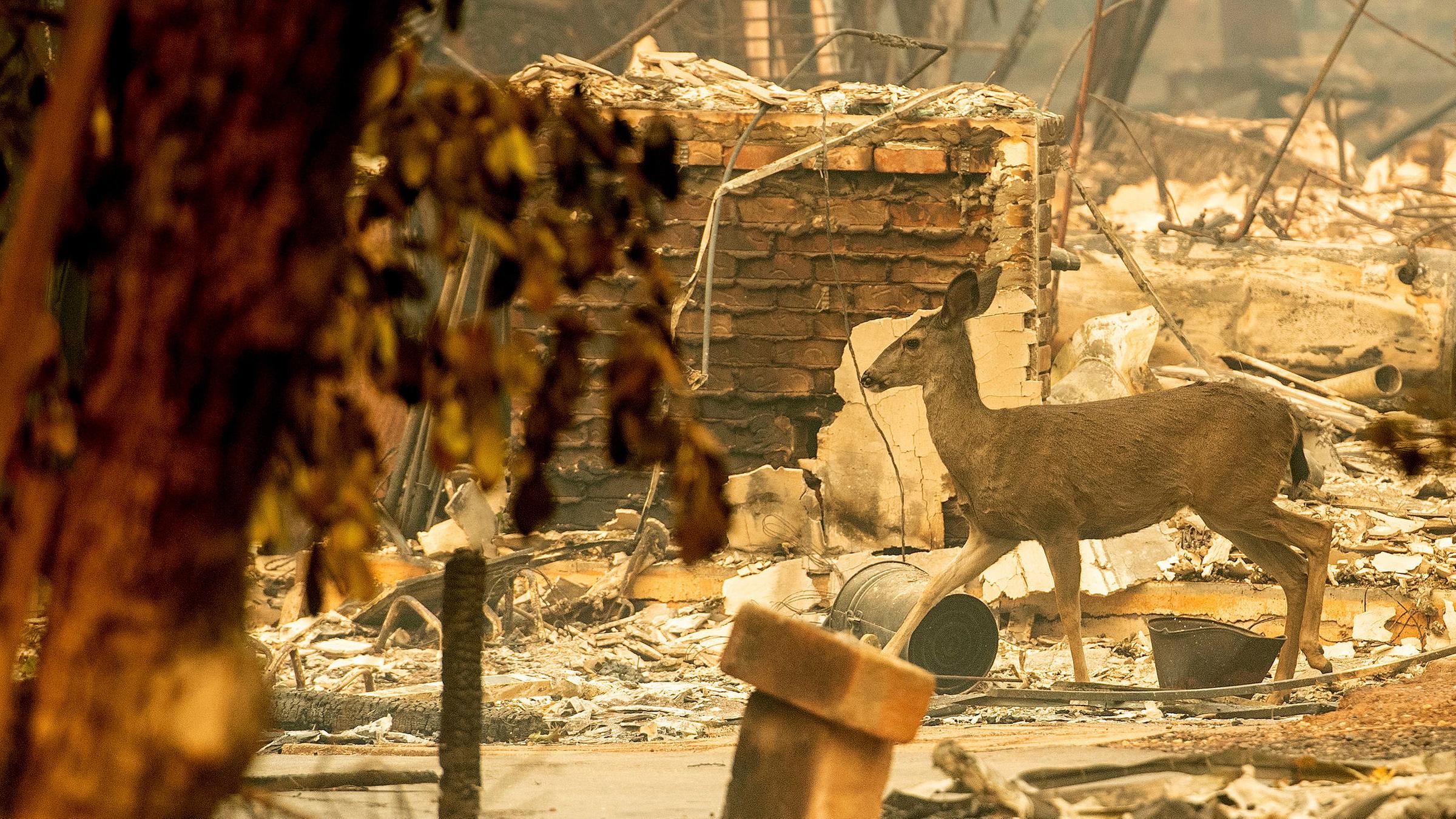 Waldbrand in Kalifornien