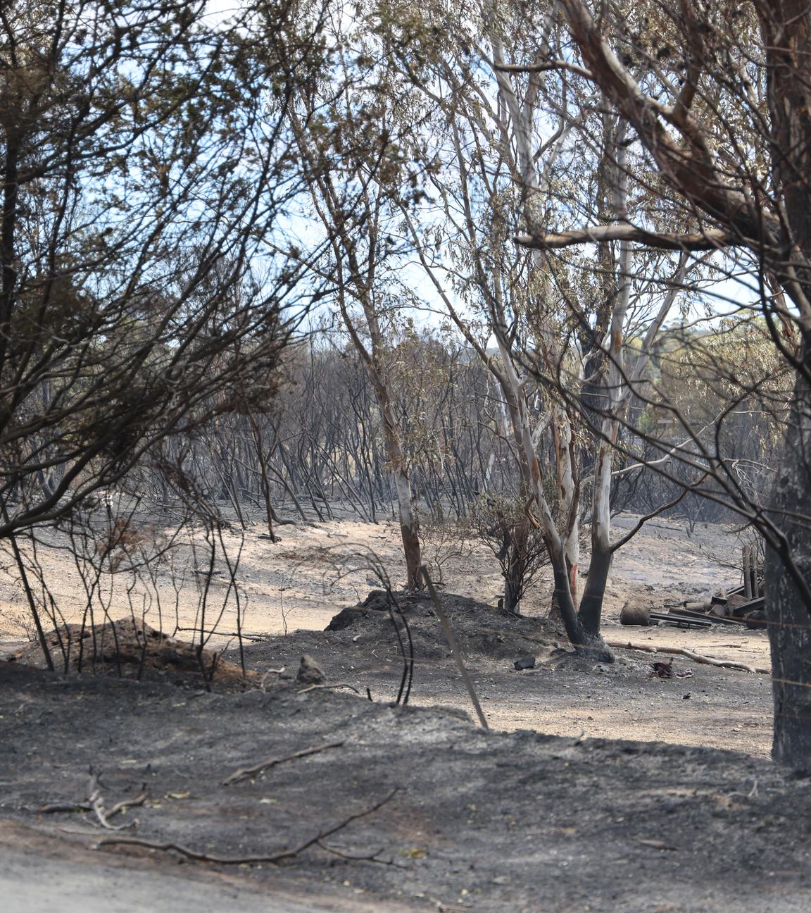 Ein ausgebrannter Wald in Australien