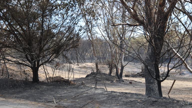 Ein ausgebrannter Wald in Australien