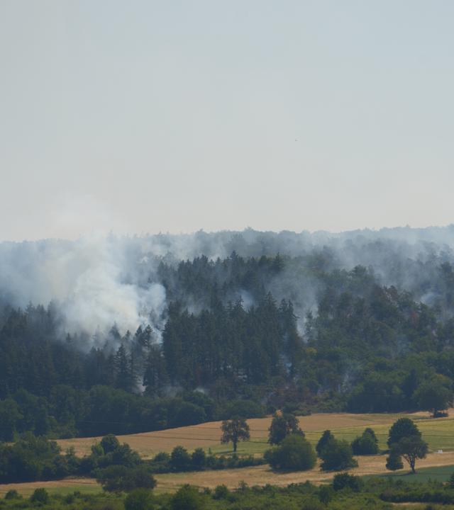Rauch steigt aus einem Wald auf.
