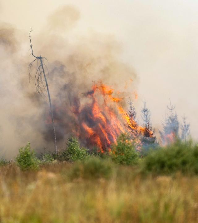 Flammen sind in der Hochmoor- und Sumpflandschaft Hohe Venn unweit der deutschen Grenze in Belgien zu sehen.