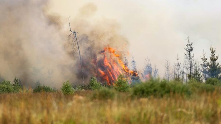 Flammen sind in der Hochmoor- und Sumpflandschaft Hohe Venn unweit der deutschen Grenze in Belgien zu sehen.