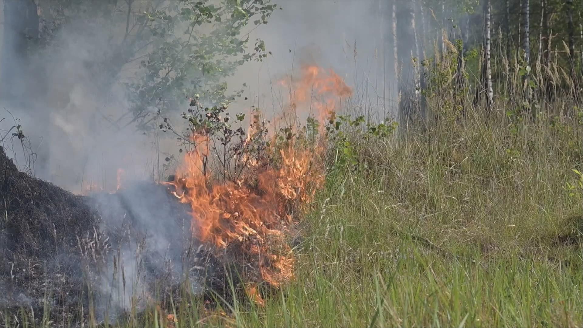 Waldbrand in Brandenburg