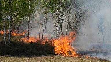 Brandenburg: Jüterbog: Flammen und Rauch in einem Waldgebiet.