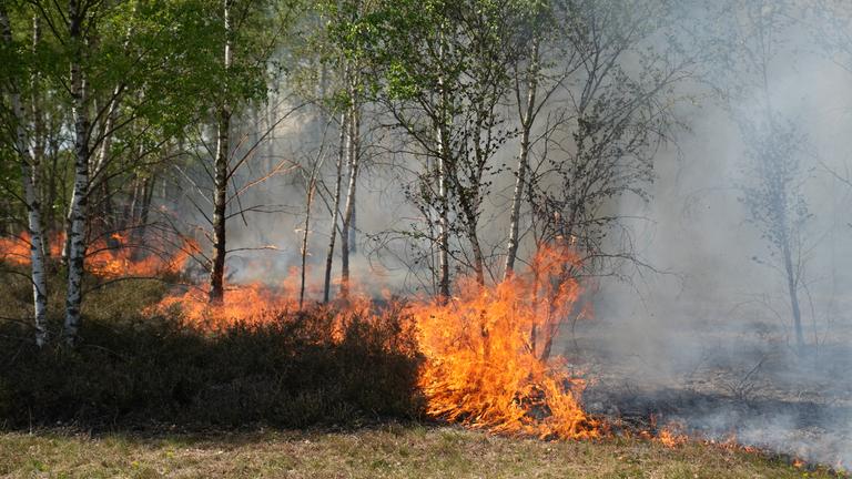 Brandenburg: Jüterbog: Flammen und Rauch in einem Waldgebiet.