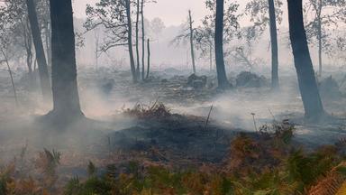 Ein Großbrand wütet am Samstag in Biscarrosse im Südwesten Frankreichs und verursacht erhebliche Schäden an Gebäuden und den umliegenden Waldflächen.