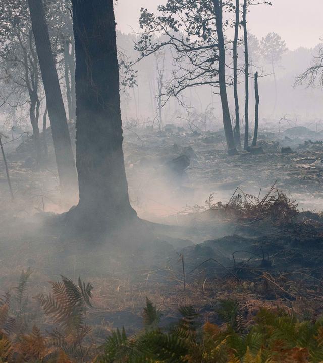 Ein Großbrand wütet am Samstag in Biscarrosse im Südwesten Frankreichs und verursacht erhebliche Schäden an Gebäuden und den umliegenden Waldflächen.