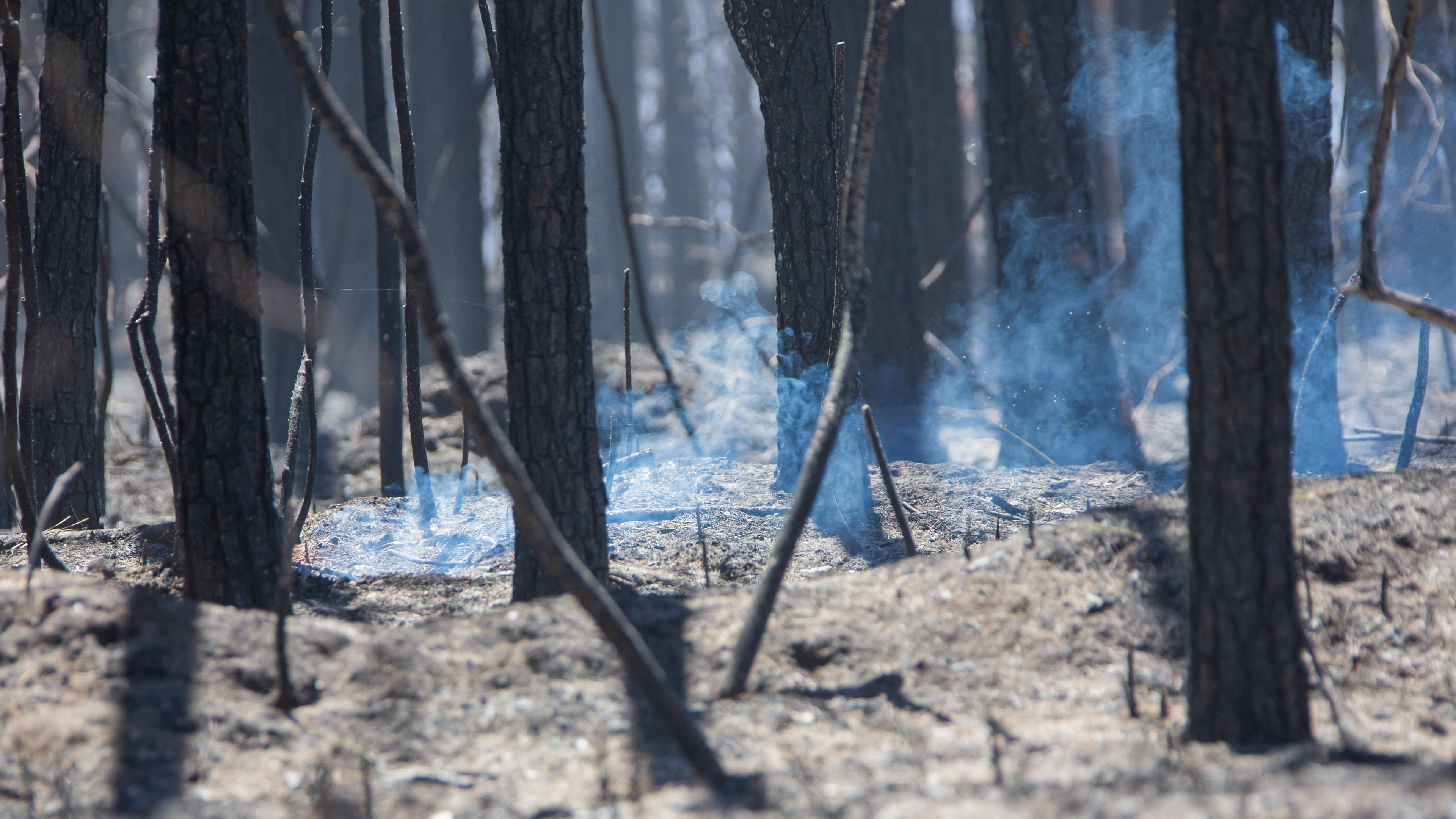 Shows a view of the fireground in the Sam Houston National Forest in Texas, the United States. 