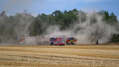 Sachsen, Zeithain: Feuerwehren stehen im Waldbrand in der Gohrischheide auf einem Feld. Archivbild