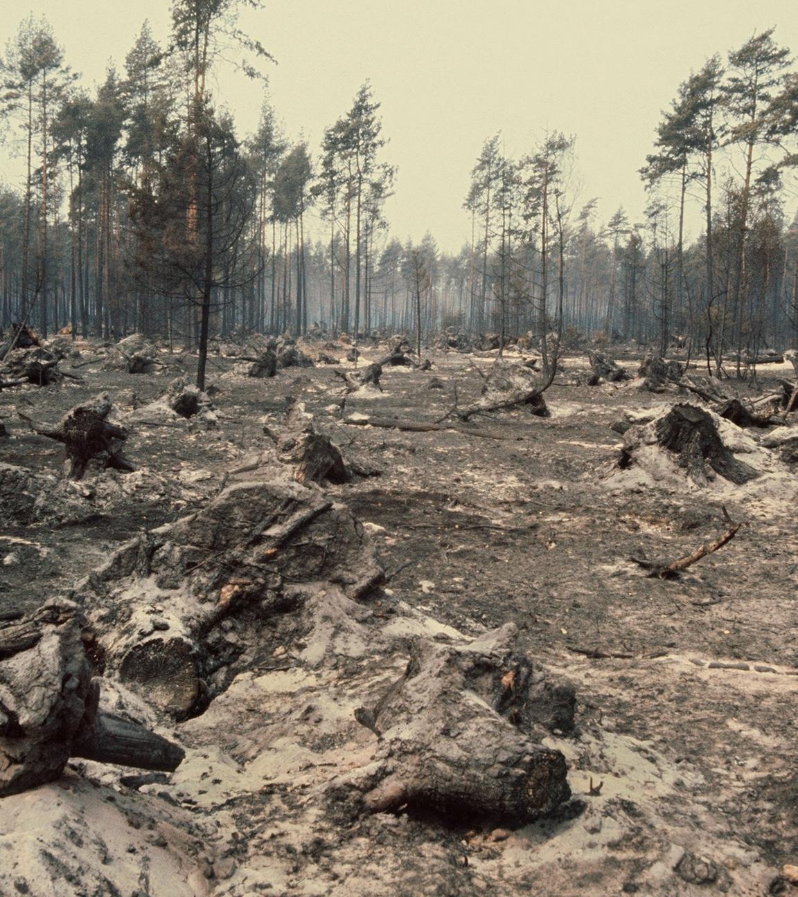 1975 - nach dem Walbrand in der Lübeburger Heide