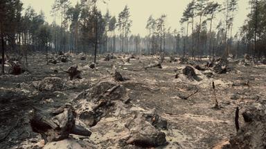 1975 - nach dem Walbrand in der Lübeburger Heide