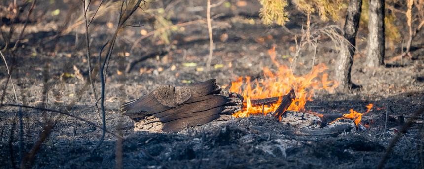 Hessen, Rodenbach: Im Waldstück nahe der Wochenendhaus-Siedlung lodern noch kleine Brandherde.