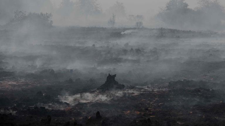 Ein verbranntes Waldstück im Hohen Venn in Belgien. 