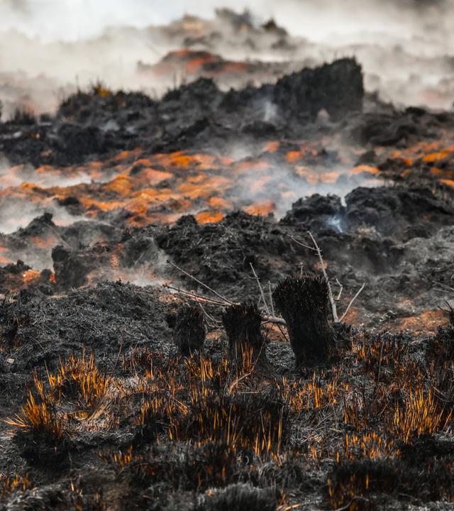 Rausch schwebt über der verbrannten Landschaft in der Nähe des Signal de Botrange am Ort des Brandes im Naturschutzgebiet Hohes Venn, aufgenommen am 18.08.2026