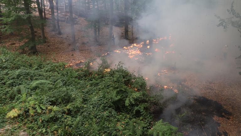 Flammen lodern am Boden beim Waldbrand im Hürtgenwald.