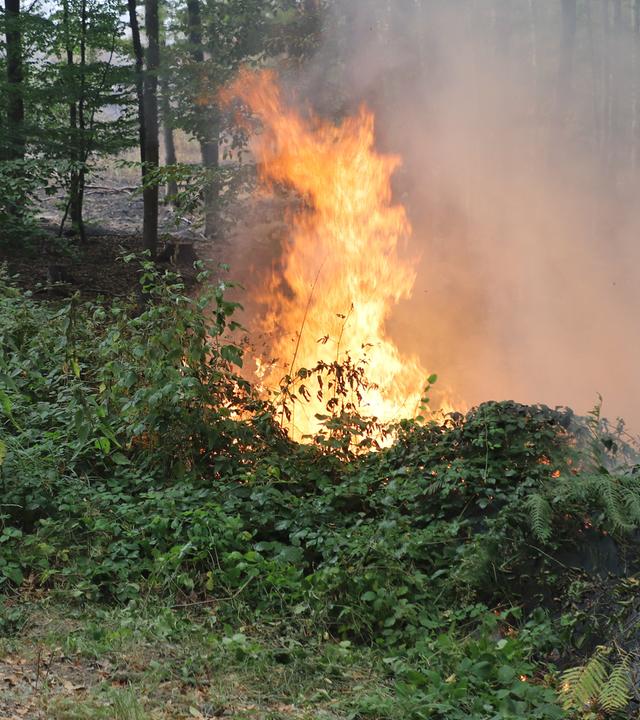 Einsatzkräfte von @fire (l), die sich auf die Bekämpfung von Wald- und Vegetationsbrände spezialisiert haben, und der Feuerwehr Leverkusen sind beim Waldbrand im Hürtgenwald im Einsatz. 