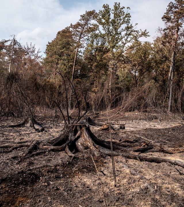 Verbrannte Bäume und verbrannter Waldboden sind nach den Löscharbeiten zu sehen.