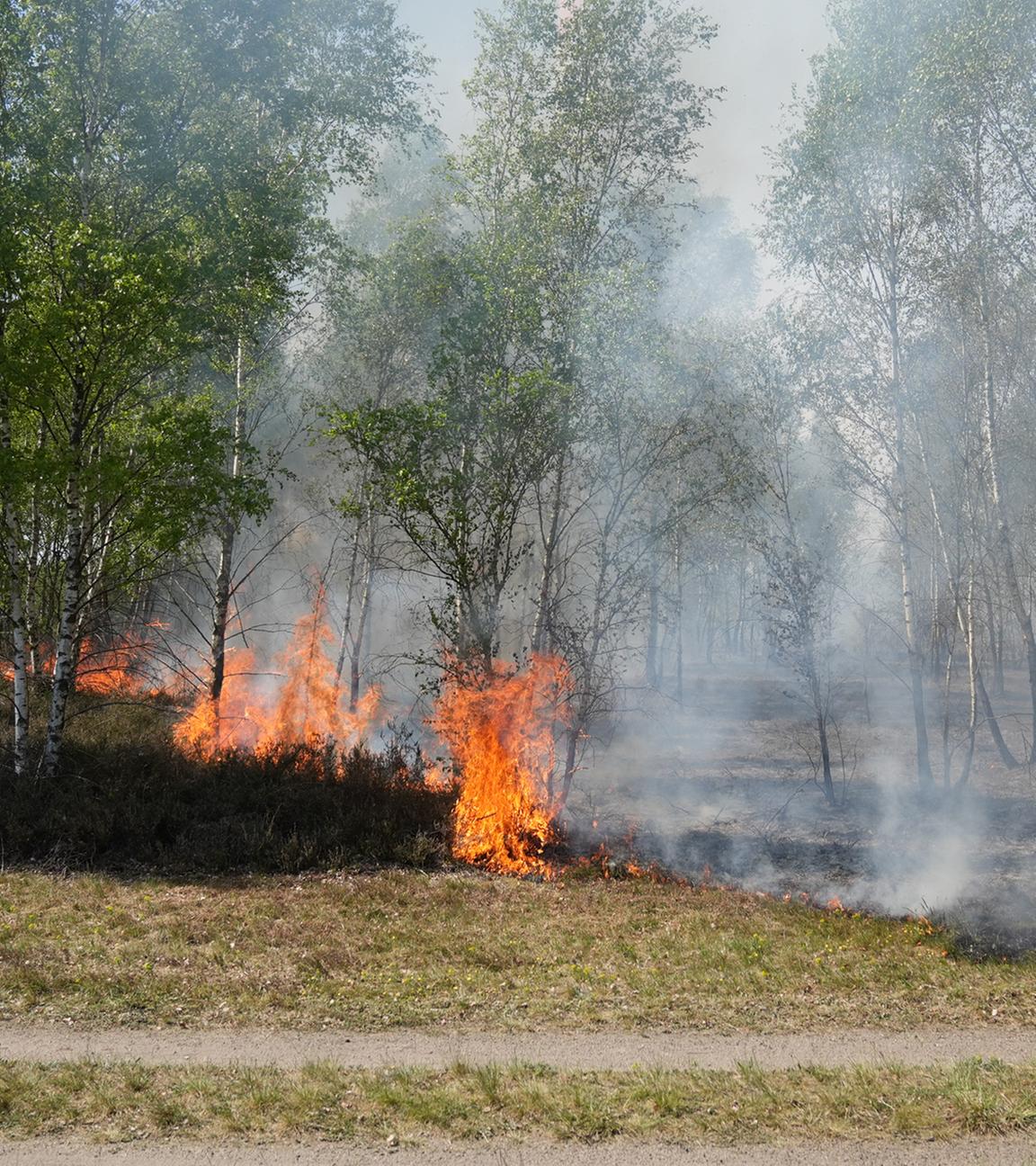 Feuer und Rauch sind in einem Waldgebiet bei Jüterbog zu sehen. Seit Freitag brennt es im Landkreis Teltow-Fläming auf einem ehemaligen Truppenübungsplatz, der mit Munition belastet ist.