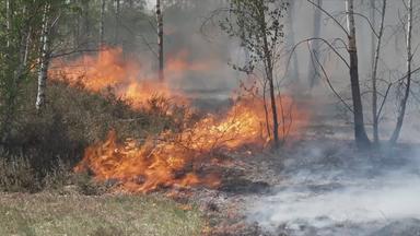 Waldbrand Jüterbog