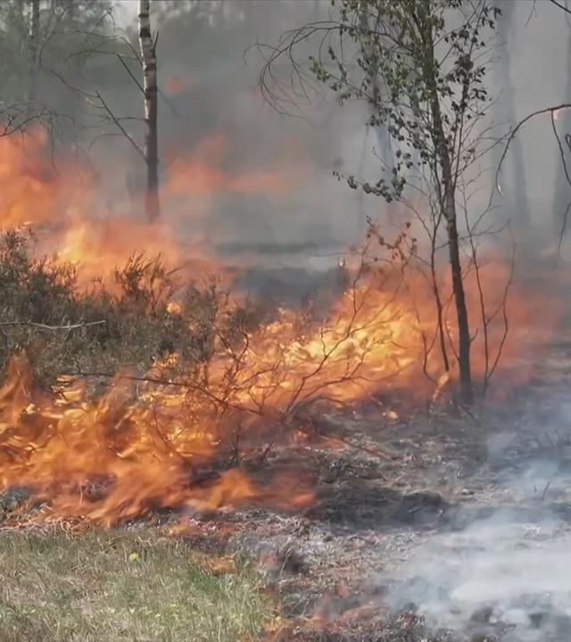 Waldbrand Jüterbog