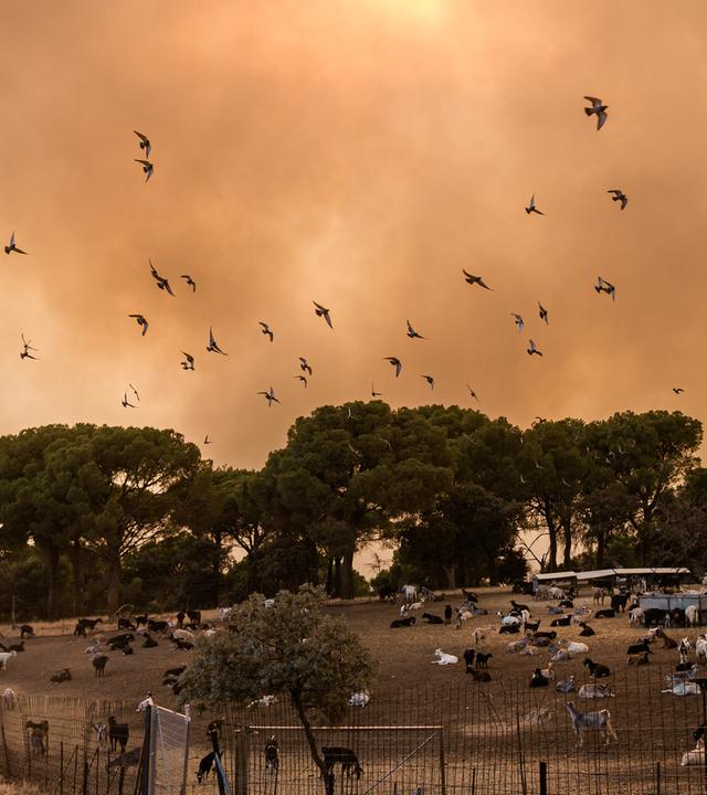 Vögel fliegen durch dichte Rauchwolken über eine Ziegenherde während eines Waldbrandes. 
