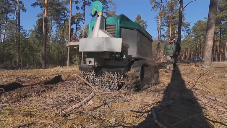 Waldprojekt in Brandenburg