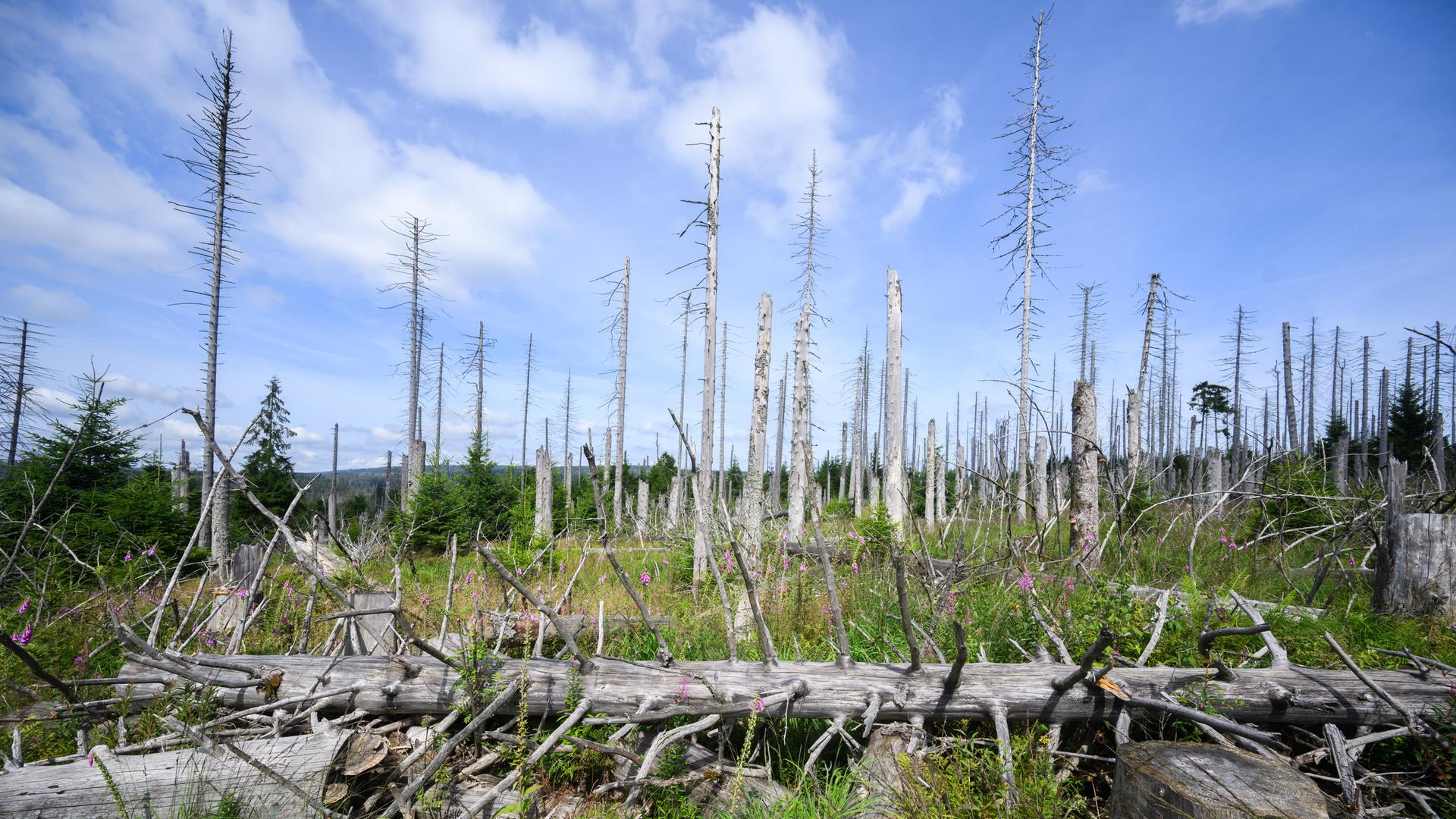 Ein vom Borkenkäfer zerstörter Fichtenwald steht im Nationalpark Harz.