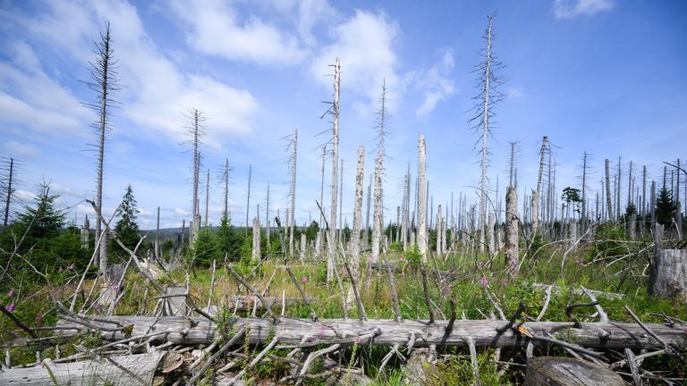 Ein vom Borkenkäfer zerstörter Fichtenwald steht im Nationalpark Harz.