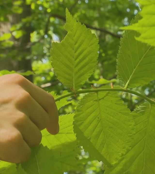 Blätter eines Baumes in Brandenburger Wald.