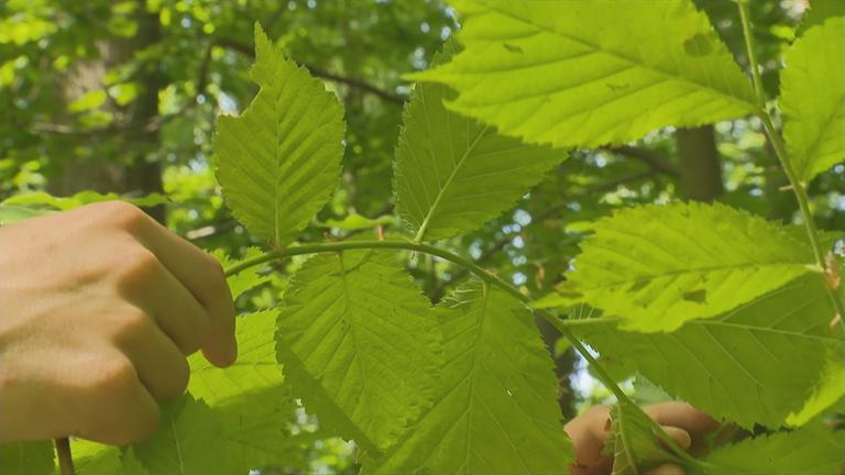 Blätter eines Baumes in Brandenburger Wald.