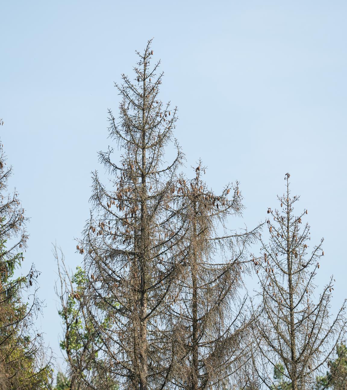 Kahle Nadelbäume stehen in einem Waldstück im Landkreis Rottweil.