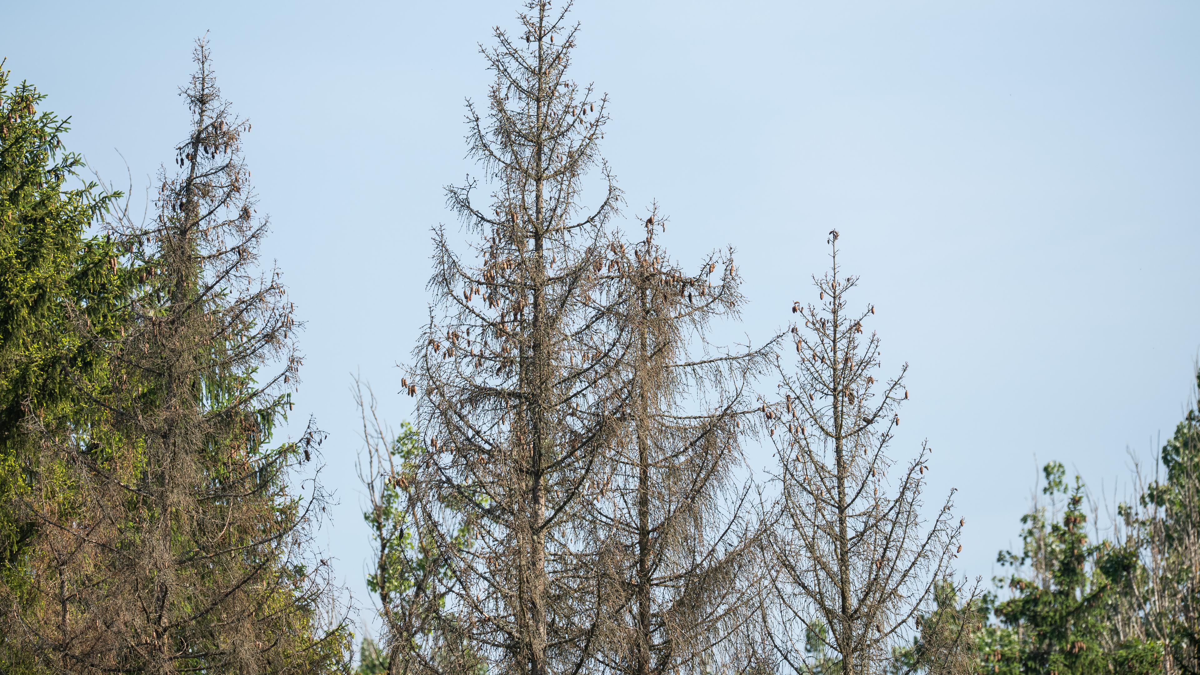Kahle Nadelbäume stehen in einem Waldstück im Landkreis Rottweil.