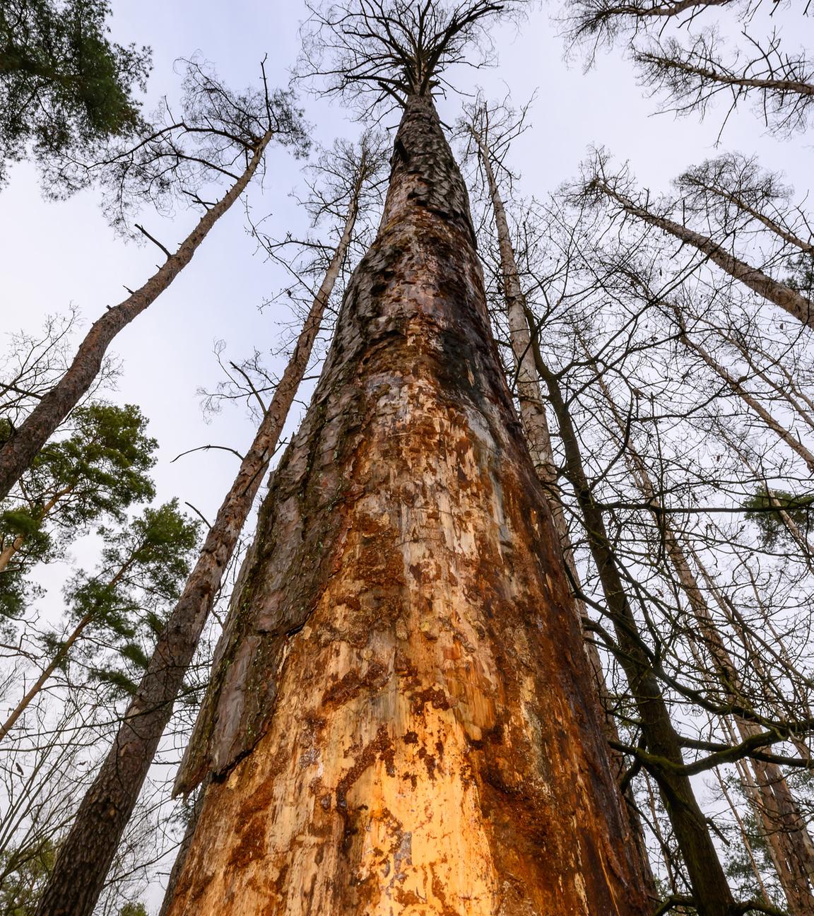 Eine abgestorbene Kiefer in einem Wald im östlichen Brandenburg
